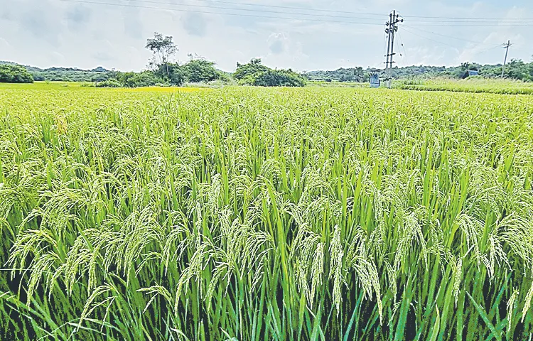 There is more rice cultivation in Yasangi
