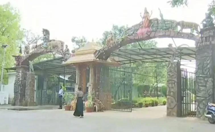 Leopard Spotted In Tirupati Zoo Road