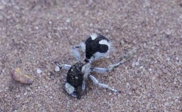 The Brazilian Velvet Ant Traumatomutilla Bifurca Rare Ultra Black