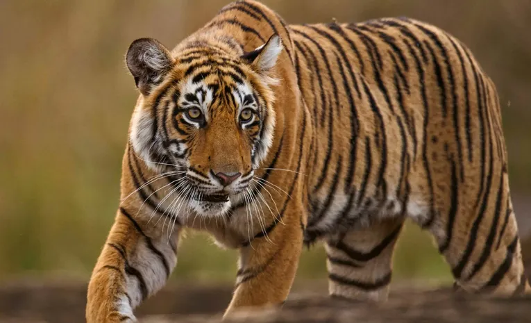 A female tiger journey in search of a male companion