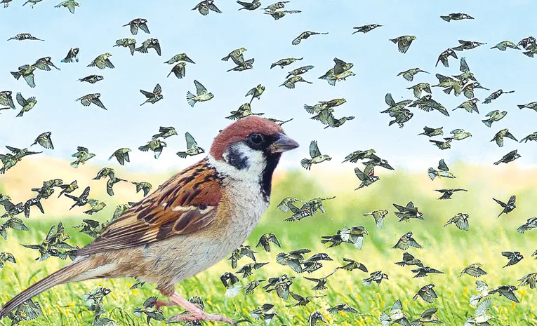 Species of birds Endangered