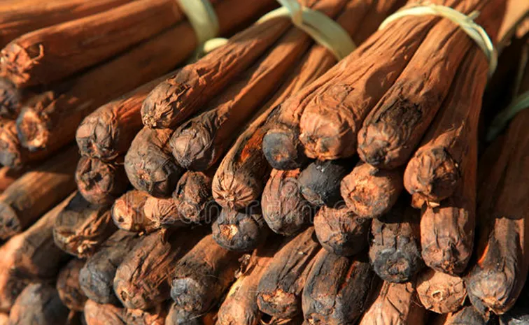 For weight loss and Diabetes amazing health benefits of Palmyra Sprout