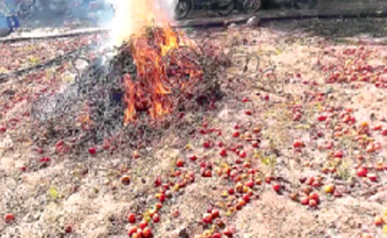 Tomato prices plunge, 7500 kg tomato crop destroyed