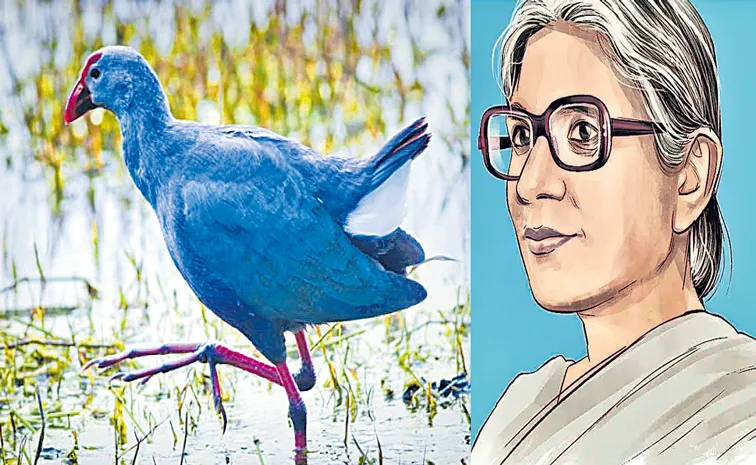 Sakshi Special Story About National Bird Day