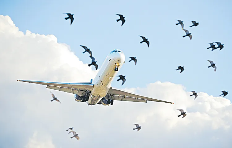 Bird movements causing plane crashes