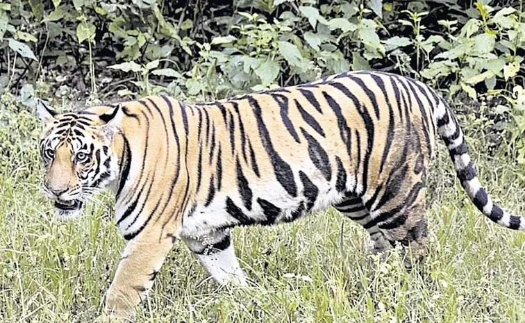 Tiger Hulchul In Metlapally: Andhra pradesh