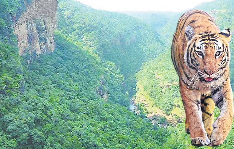 Monitoring tiger movements