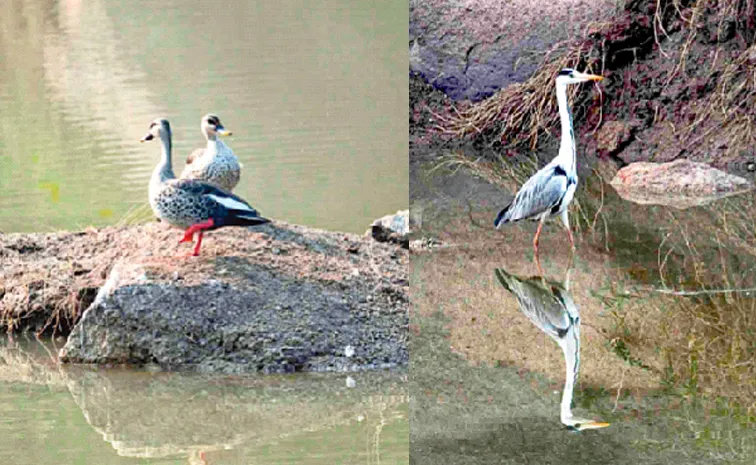Birds watching in Hyderabad