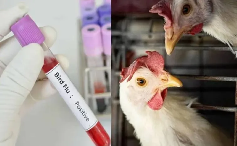 Human Positive Bird Flu Case Identified At Eluru District