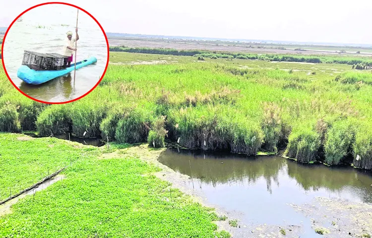Kolleru is only wetland area in Telugu states
