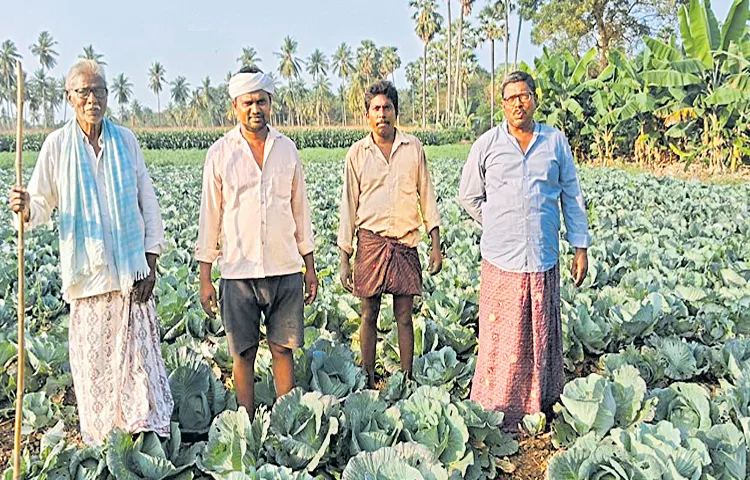 Farmers worried as cabbage prices fall