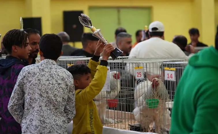 Kurdistan Region Iraq Beauty Contest For Chickens