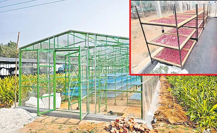 Mixed-mode natural convection solar crop dryers