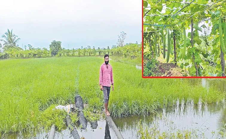 Paddy cum fish farming involves preparing an area