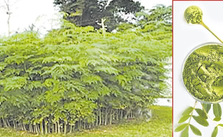 Benefits of Drumstick Leaves