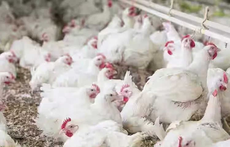 Bird flu is completely under control in ap