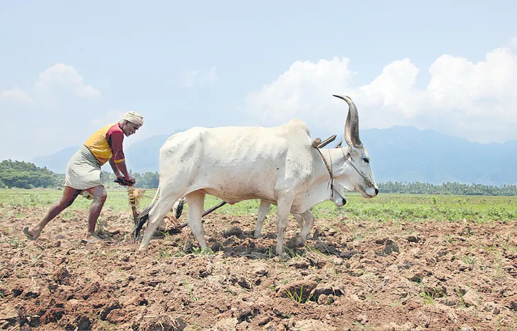 Rajasthan MP Hanuman Beniwal on agricultural loans