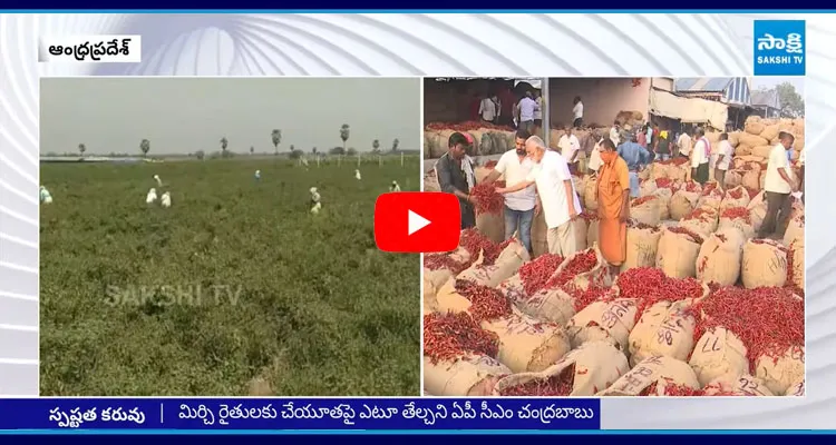 Chandrababu Government Negligence On Mirchi Farmers