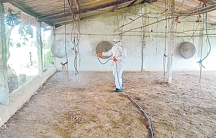 Officials confirm bird flu in nelapatla
