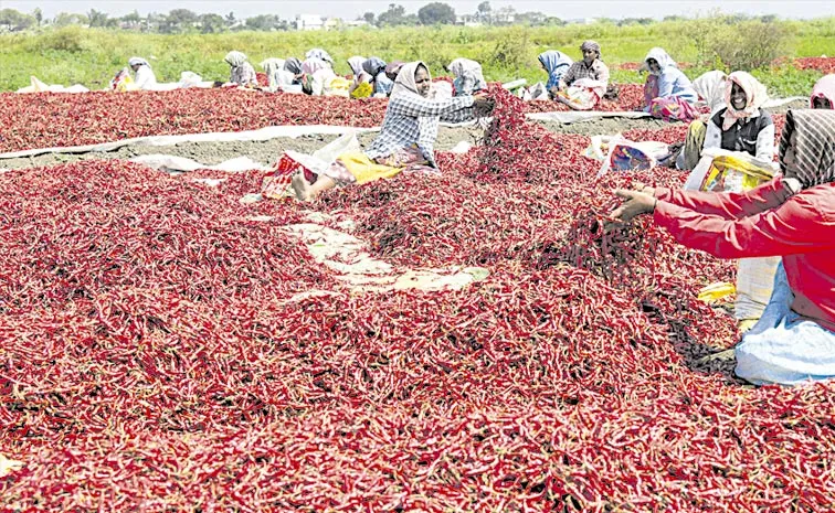 ICAR confirms no increase in chilli prices: Andhra pradesh