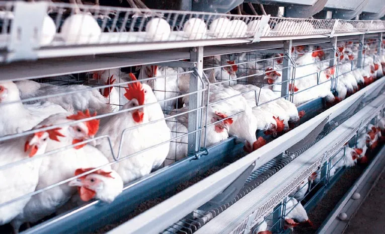  7 lakhs loss poultry farm in nizamabad