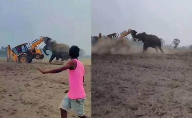 West Benga Wild Elephant Attacks JCB Machine After Being Provoked viral video