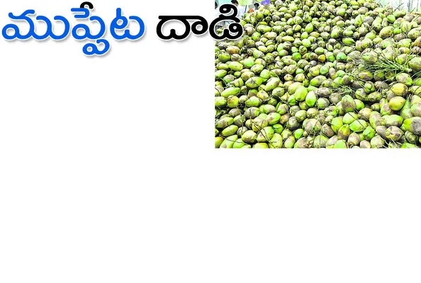 నిల్వకు ఆగని కొబ్బరి కాయలు