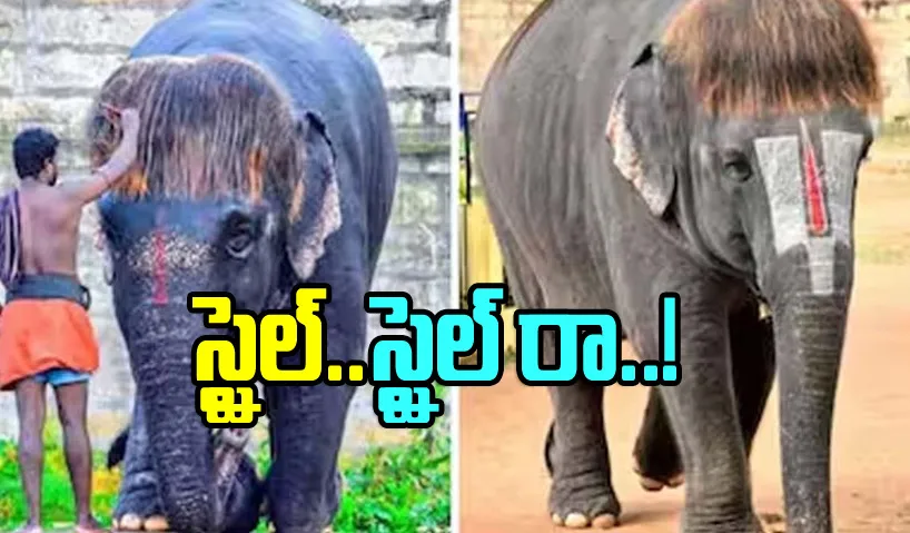 Viral Video: Tamil Nadu Elephant Winning Hearts With Her Unique Hairstyle