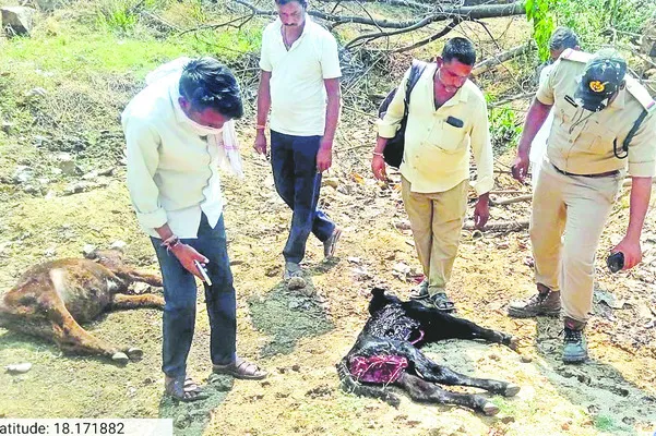 చిరుత