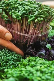 Meet Mohit Nijhawan who quit MNC job to grow microgreens5