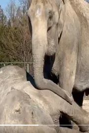 25 years partner Retired circus elephant mourns viral video9