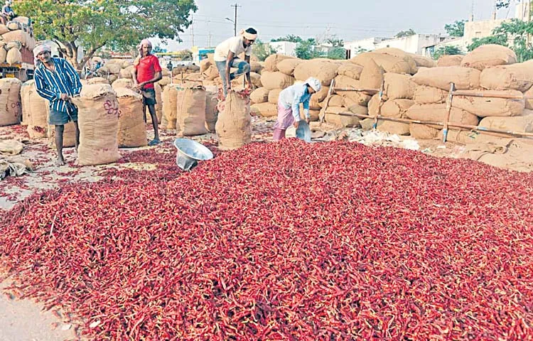 Chilli farmers lost by trusting the coalition government