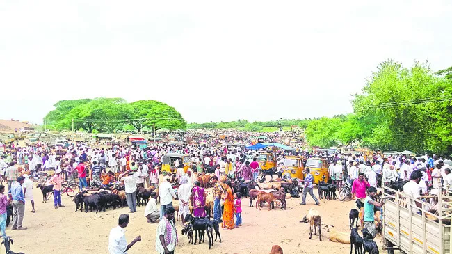 పశువుల వ్యాపారానికి అడ్డా ..