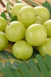 Amazing health benefits Amla Indian gooseberry 12
