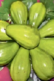 Don of fruits avocado How to grow it check full deets inside10