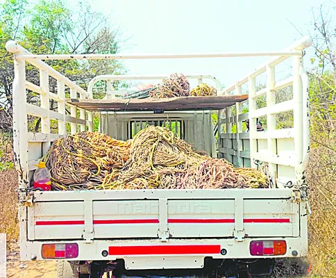 నాగసమందర్‌లో వన్యప్రాణుల వేట 