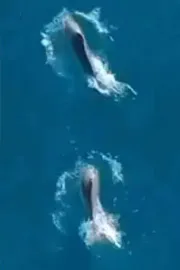 Sunita Williams Return dolphins Welcome Astronauts Swimming Around Spacex Dragon Capsule10