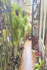Retired Headmaster Transformed Home Into Lush Garden Crops And Plants12