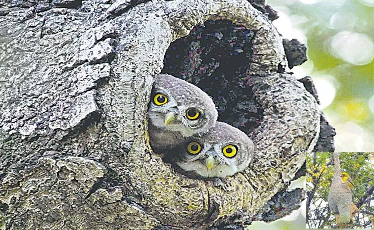 A Large Number Of Bird Nests Were Seen At Telangana HCU