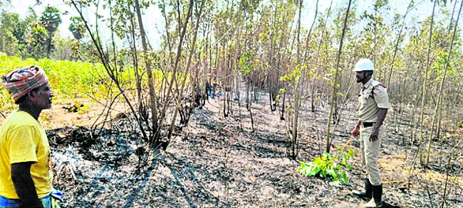 నీలగిరి తోటలు దగ్ధం