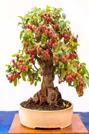 AP Krishna District Velivolu Village Become The Address For Adenium plants2