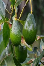Avocado Farming: Planting And Nurturing For Good Fruit5