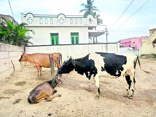 పశువు