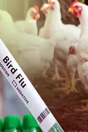 Bird Flu Outbreak in Telangana5