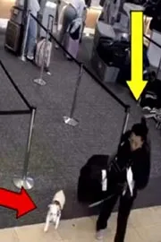 Us Woman Drowns Dog In Airport Restroom After Pet Denied Boarding12