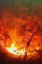 Fire Broke out in more than 20 Forests of South Korea Scene of Massive Destruction  in Video3