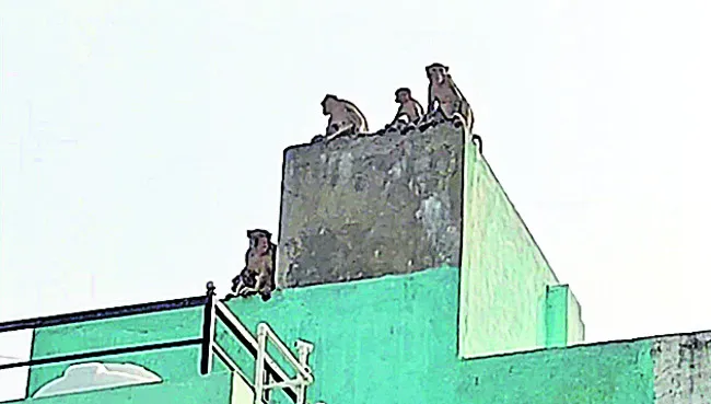వానర 