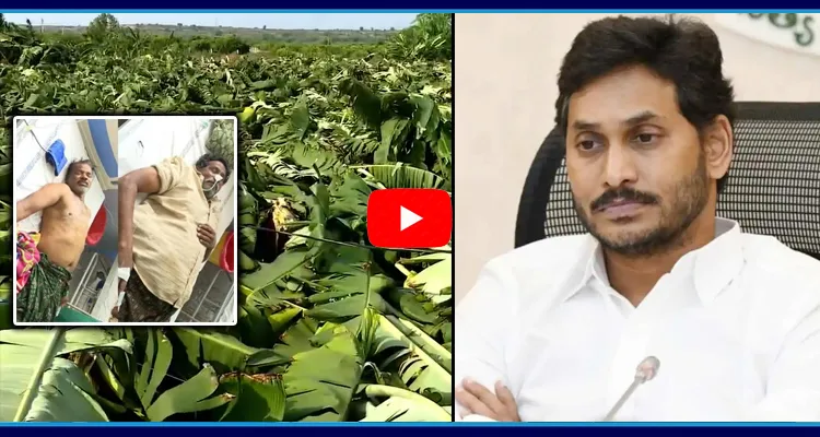 YS Jagan To Visit Damaged Banana Crop