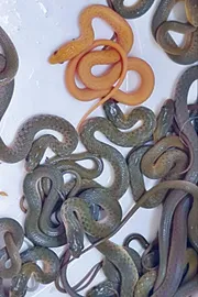Snake family In Karnataka12