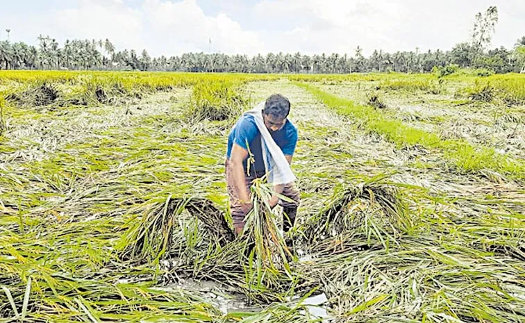 Farmers Worried Due To Loss Of Crops: Andhra pradesh